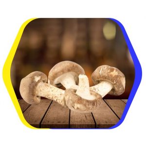 shiitake mushroom